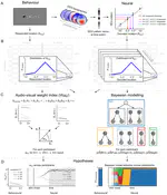 To integrate or not to integrate: Temporal dynamics of hierarchical Bayesian causal inference